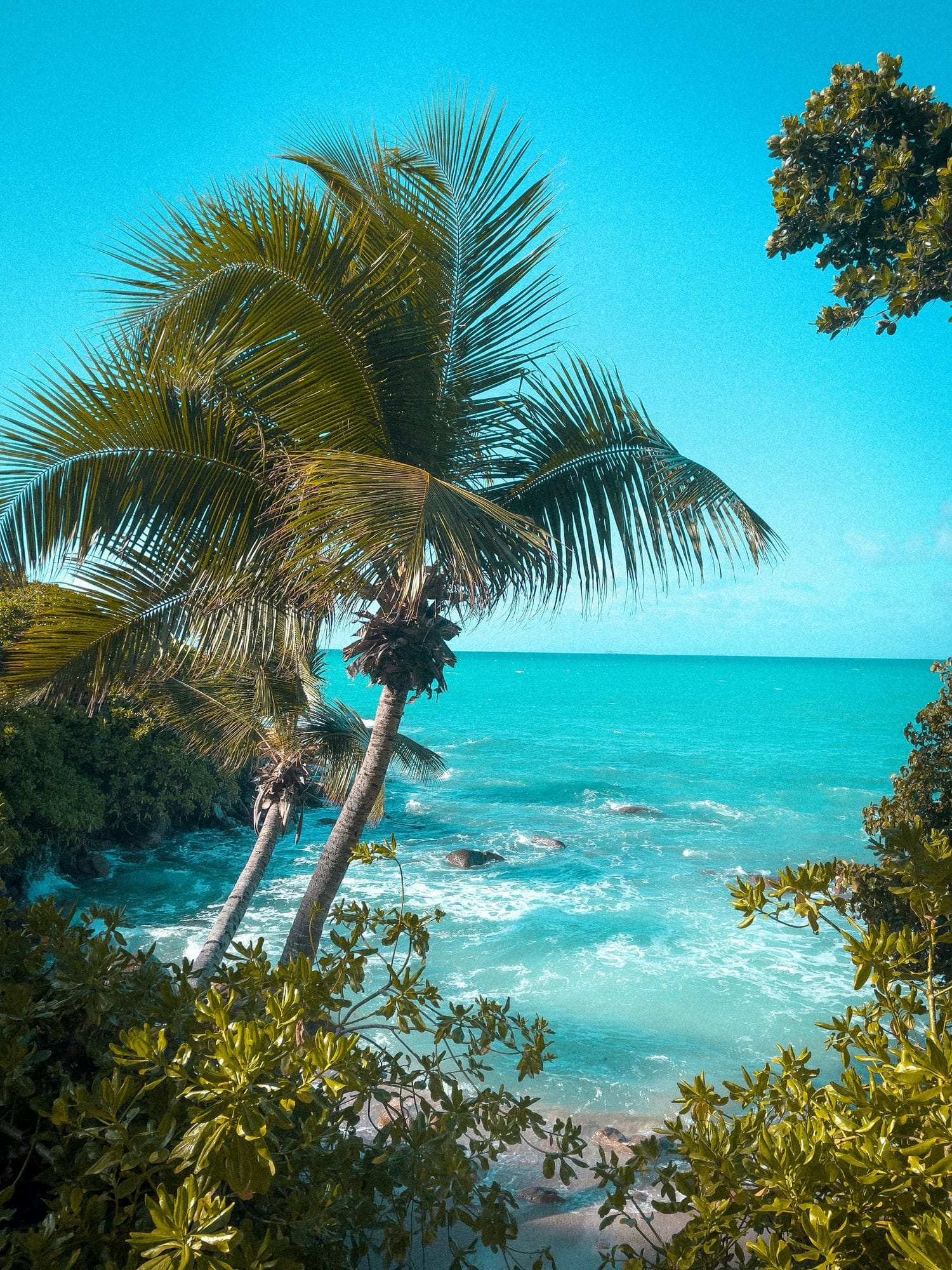 A palm tree leaning over the sea at Carana Beach, Mahé